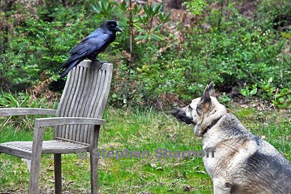 raven and luna 1 graphic